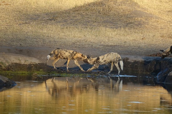 african-bush-camp-wild-dog-hug-1