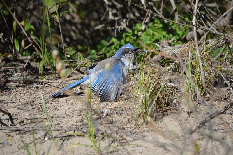 anting in birds