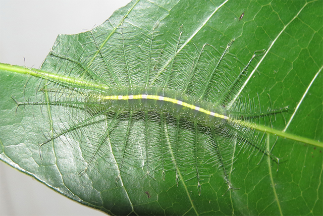 Common Baron Caterpillar-1